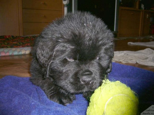 Фото: ньюфаундленд Super Bizon Astoriya (Супер Бизон Астория)