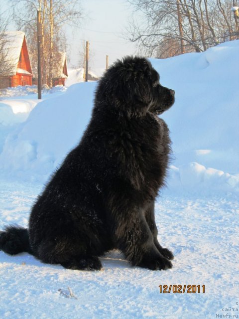 Фото: ньюфаундленд Ih Vyisochestvo Vladlena Madjiks (Их Высочество Владлена Маджикс)