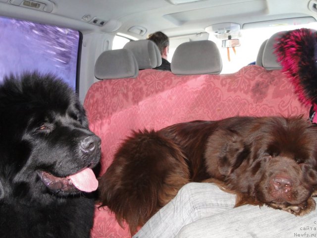 Фото: ньюфаундленд Barhatka Roskoshnaya (Бархатка Роскошная), ньюфаундленд N'yufort Lunnyiy Barhat (Ньюфорт Лунный Бархат)