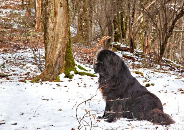 Фото: ньюфаундленд Potap Fidel' (Потап Фидель)