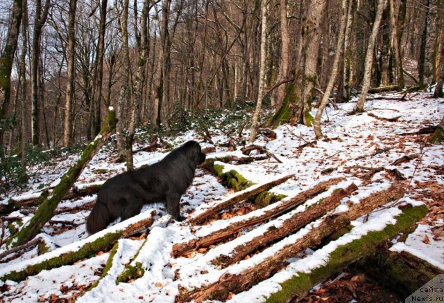 Фото: ньюфаундленд Potap Fidel' (Потап Фидель)