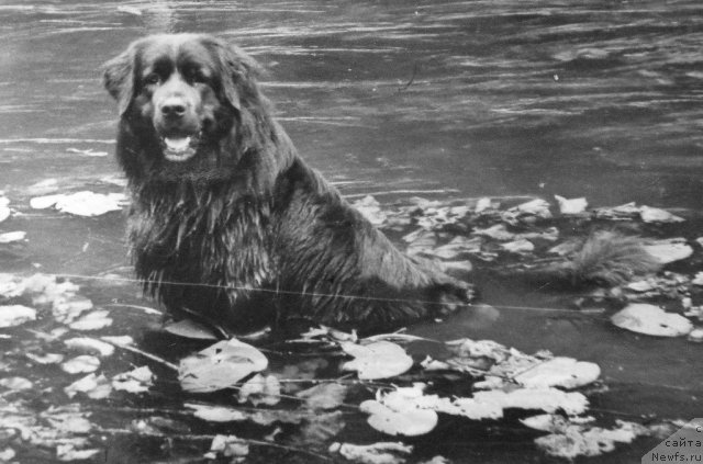 Фото: ньюфаундленд Nimbus (Нимбус)