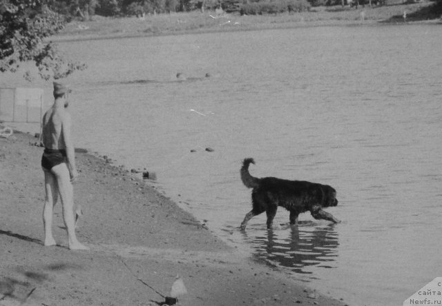 Фото: ньюфаундленд Hyeyli (Хэйли), Aleksandr Jakov (Александр Жаков)