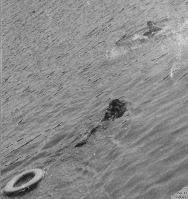 Фото: ньюфаундленд Hyeyli (Хэйли), и Сергей Царев в роли 