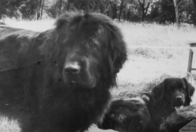 Фото: ньюфаундленд Ceritella (Церителла), ньюфаундленд Hyeyli (Хэйли)