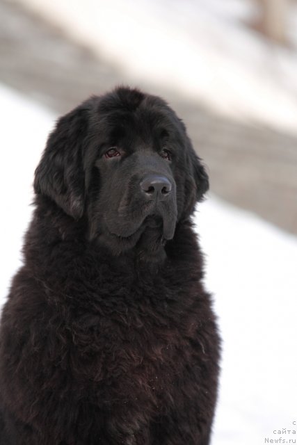 Фото: ньюфаундленд I'm Little Princess Midnight Bear