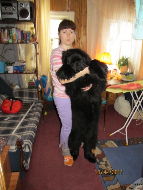 Фото: ньюфаундленд Ih Vyisochestvo Vladlena Madjiks (Их Высочество Владлена Маджикс), Irina Nistratova (Ирина Нистратова)