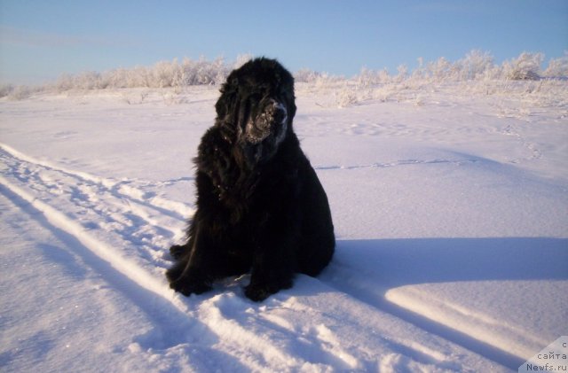 Фото: ньюфаундленд Fortuna of Giant's Island