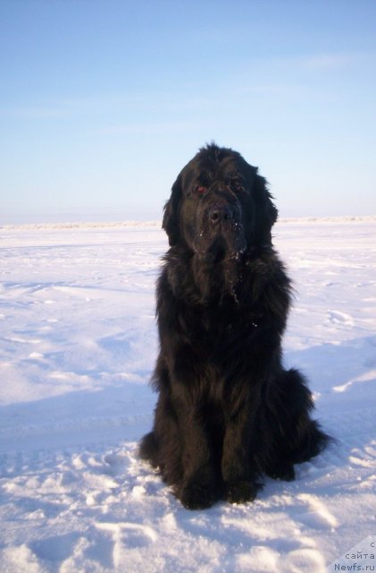 Фото: ньюфаундленд Gloriya Grand Blek (Глория Гранд Блек)