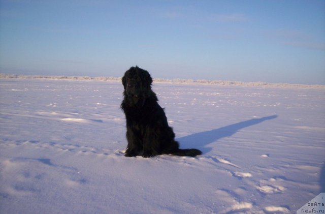 Фото: ньюфаундленд Gloriya Grand Blek (Глория Гранд Блек)