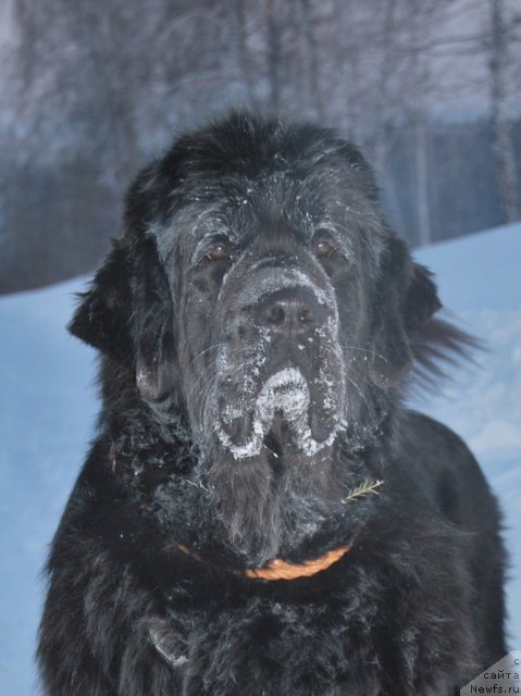 Фото: ньюфаундленд Formula Lyubvi ot Sibirskogo Medvedya (Формула Любви от Сибирского Медведя)