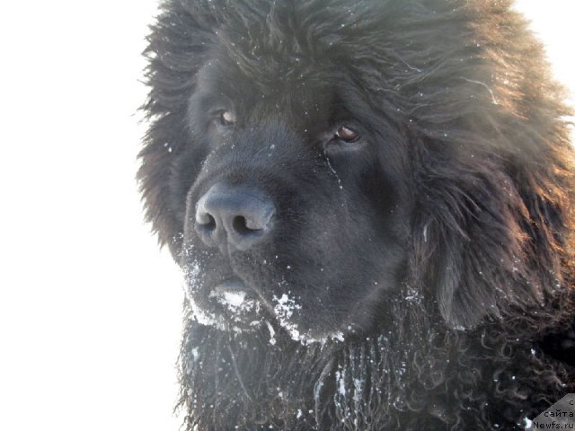 Фото: ньюфаундленд Beher YUlius Gold (Бехер Юлиус Голд)