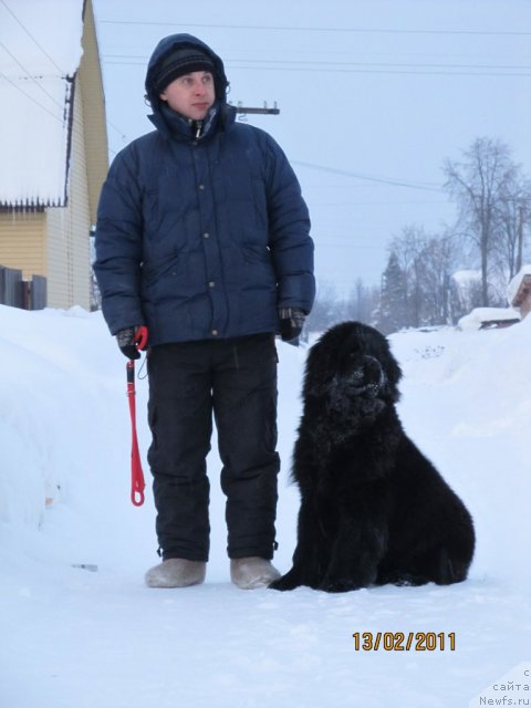 Фото: ньюфаундленд Ih Vyisochestvo Vladlena Madjiks (Их Высочество Владлена Маджикс), Aleksey Nistratov (Алексей Нистратов)