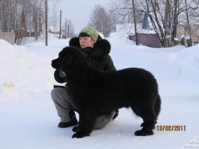 Фото: ньюфаундленд Ih Vyisochestvo Vladlena Madjiks (Их Высочество Владлена Маджикс), Irina Nistratova (Ирина Нистратова)