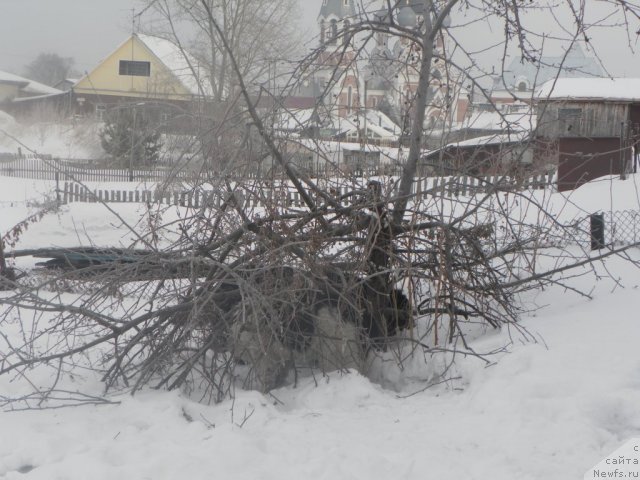 Фото: ньюфаундленд Fiamettahauz  Nunki (Фиаметтахауз Нунки), ньюфаундленд Ih Visochestvo Vilana Blum (Их Высочество Вилана Блум)