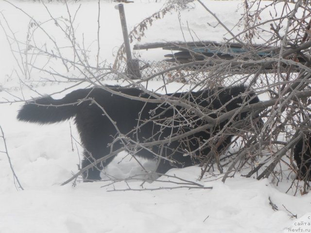 Фото: ньюфаундленд Ih Visochestvo Vilana Blum (Их Высочество Вилана Блум)