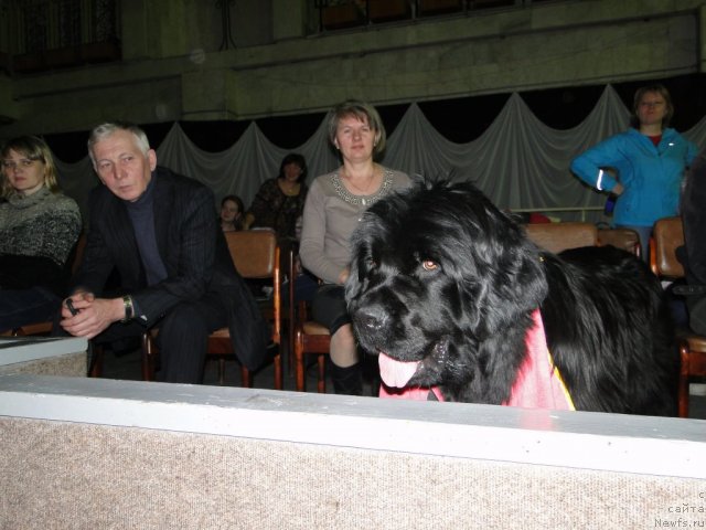 Фото: ньюфаундленд Bol'shaya Udacha (Большая Удача)