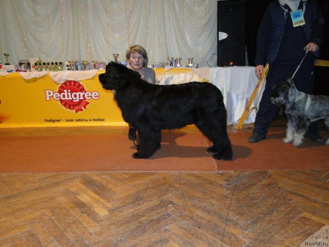 Фото: ньюфаундленд Bol'shaya Udacha (Большая Удача)