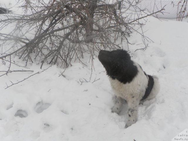 Фото: ньюфаундленд Fiamettahauz  Nunki (Фиаметтахауз Нунки)
