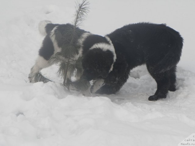 Фото: ньюфаундленд Fiamettahauz  Nunki (Фиаметтахауз Нунки), ньюфаундленд Ih Visochestvo Vilana Blum (Их Высочество Вилана Блум)