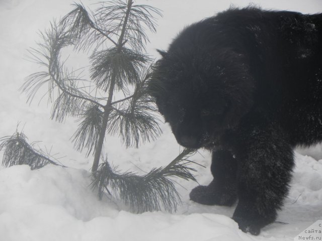 Фото: ньюфаундленд Ih Visochestvo Vilana Blum (Их Высочество Вилана Блум)