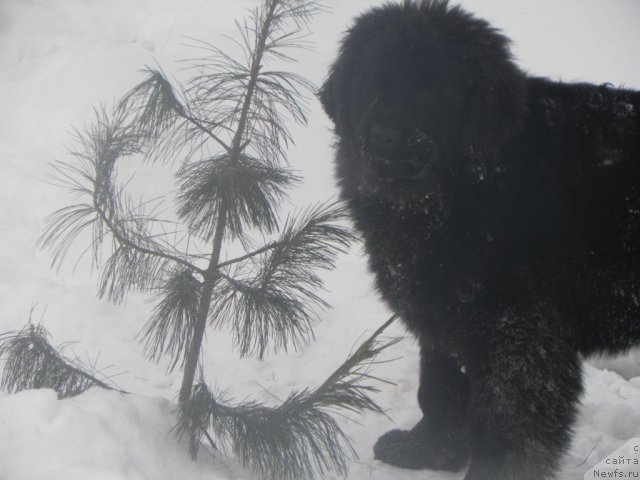 Фото: ньюфаундленд Ih Visochestvo Vilana Blum (Их Высочество Вилана Блум)