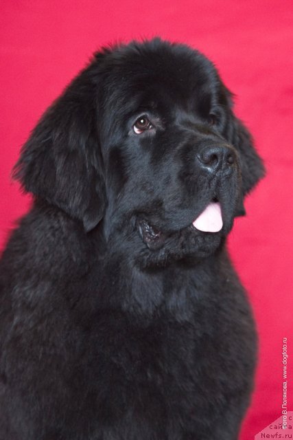 Фотография № 59257