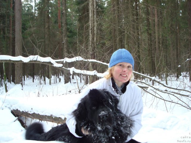 Фото: ньюфаундленд Smigar Dar Bojiy (Смигар Дар Божий), Nadejda Budilova (Надежда Будилова)