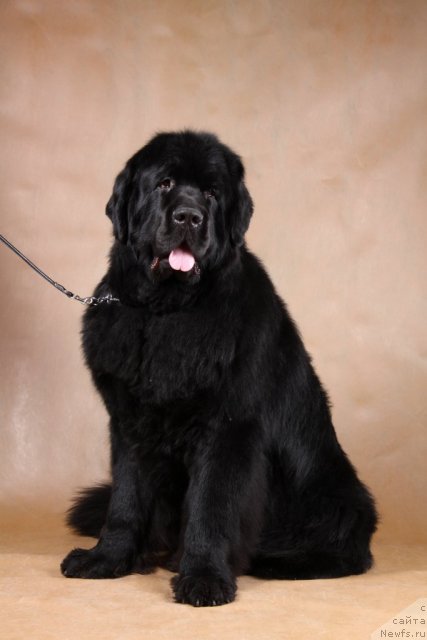 Фото: ньюфаундленд Sent Djons Richard Black Gold (Сент Джонс Ричард Блек Голд), ньюфаундленд Sent Djons Richard Black Gold (Сент Джонс Ричард Блек Голд)