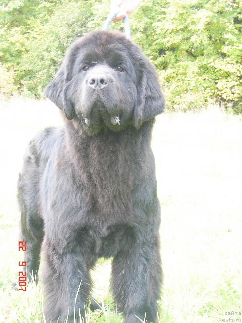Фото: ньюфаундленд Djentli Bon iz Medvej'ego YAra (Джентли Бон из Медвежьего Яра)