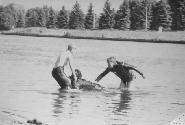 Фото: ньюфаундленд Ceya (Цея), Татьяна Шаханова и Сергей Царев