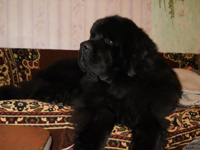 Фото: ньюфаундленд Aquatoriya Kelvin Kilimandzharo (Акватория Келвин Килиманджаро)