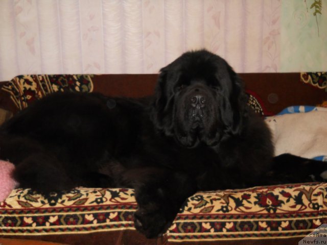 Фото: ньюфаундленд Aquatoriya Kelvin Kilimandzharo (Акватория Келвин Килиманджаро)