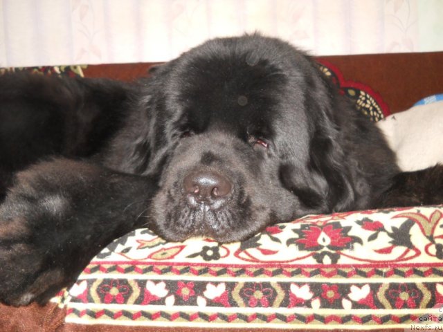 Фото: ньюфаундленд Aquatoriya Kelvin Kilimandzharo (Акватория Келвин Килиманджаро)