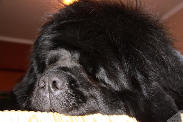 Фото: ньюфаундленд Ark Veles (Арк Велес)