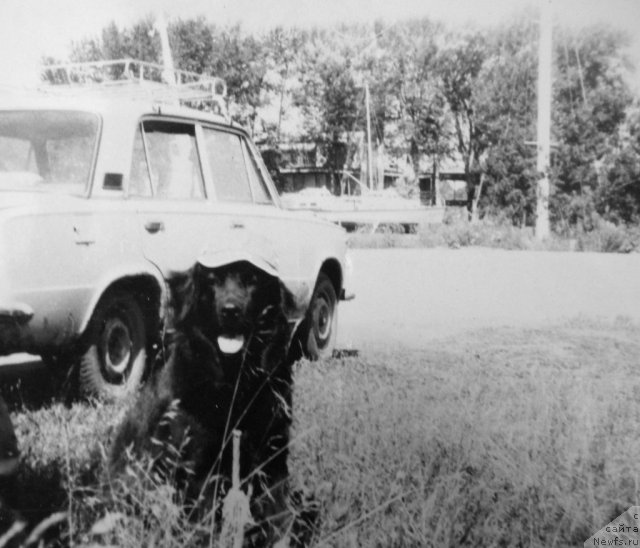 Фото: ньюфаундленд Hyeyli (Хэйли)