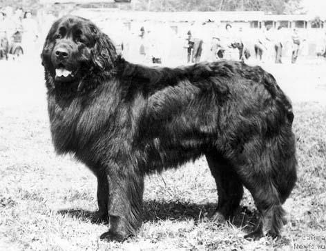 Фото: ньюфаундленд Sultan Los (Султан Лос)