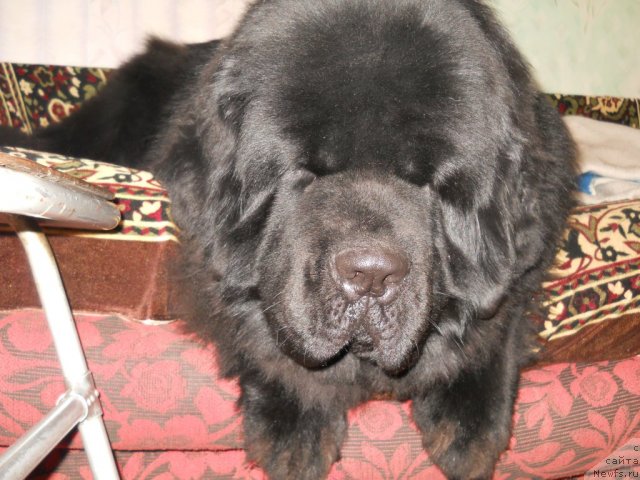 Фото: ньюфаундленд Aquatoriya Kelvin Kilimandzharo (Акватория Келвин Килиманджаро)