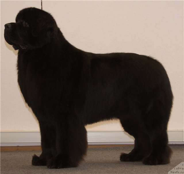 Фото: ньюфаундленд Sent Djons Rollex (Сент Джонс Роллекс)