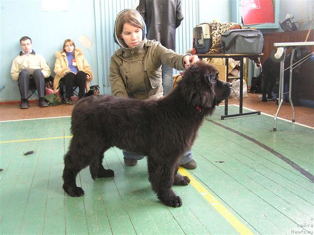 Фото: ньюфаундленд Arh B'yuti Oksi Svet (Арх Бьюти Окси Свет), Anastasiya Mischenko (Анастасия Мищенко)