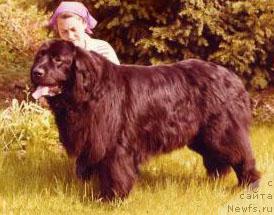 Фото: ньюфаундленд Klovagardens Rudolf