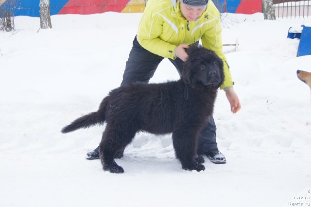 Фото: ньюфаундленд Aquatoriya Kelvin Out of The Blue (Акватория Келвин Оут оф зе Блю)