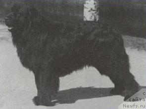 Фото: ньюфаундленд Topper