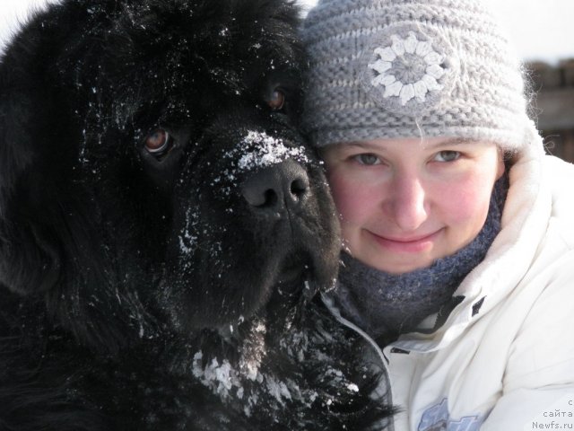 Фото: ньюфаундленд Ivan Tsarevich iz Tihogo Omuta (Иван Царевич из Тихого Омута), Irina CHistyakova (Ирина Чистякова)