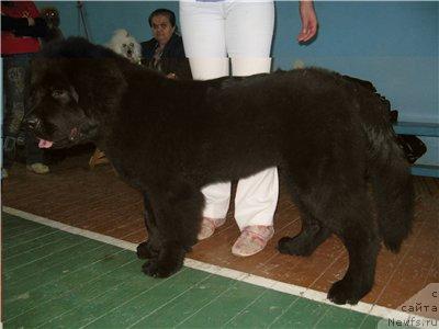 Фото: ньюфаундленд Alabama (Алабама)