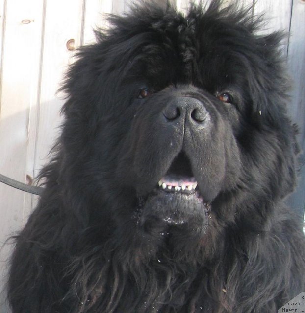 Фотография № 59370