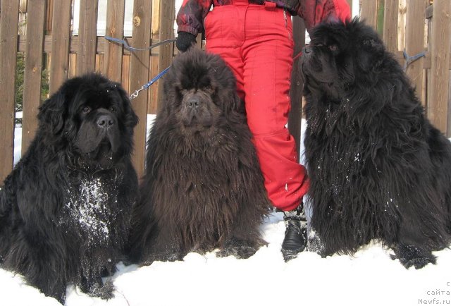 Фотография № 59372