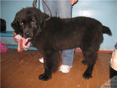 Фото: ньюфаундленд Arabella (Арабелла)