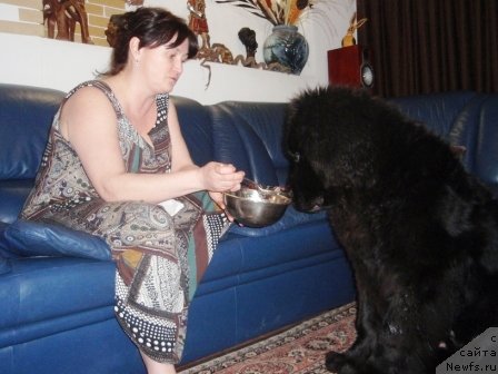 Фото: ньюфаундленд N'yufort Nastoyaschiy Macho (Ньюфорт Настоящий Мачо)