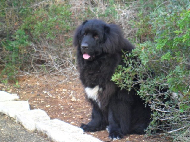 Фото: ньюфаундленд Pitern'yuf CHao-Kakao (Питерньюф Чао-Какао)